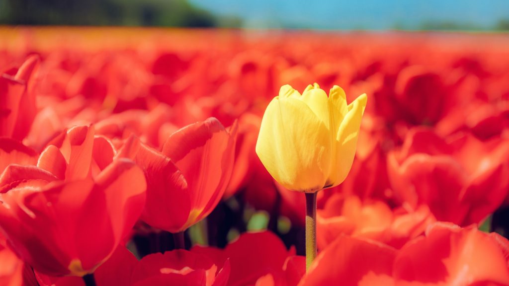 Positioning, a yellow tulip among a field of red tulips